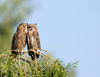 Owls Whispering