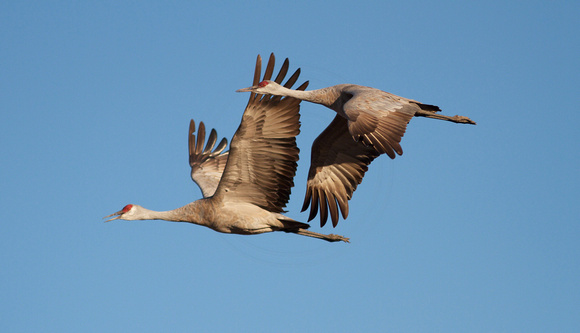 Sandhill Cranes fall migration, Las Vegas NWR, NM