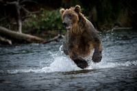 Happy Brown Bear Chasing Salmon, Katmai National Park & Preserve