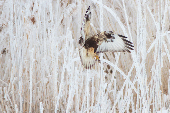 Rough-legged hawk landing sequence (2/3)