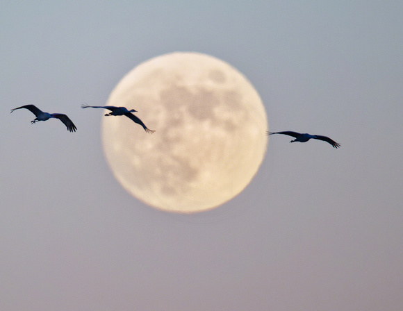 Sandhill Cranes in Full Moon, Bosque del Apache NWR