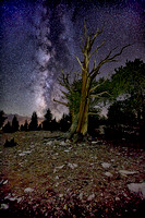 Ancient Night Sky over Ancient Bristlecone Pines